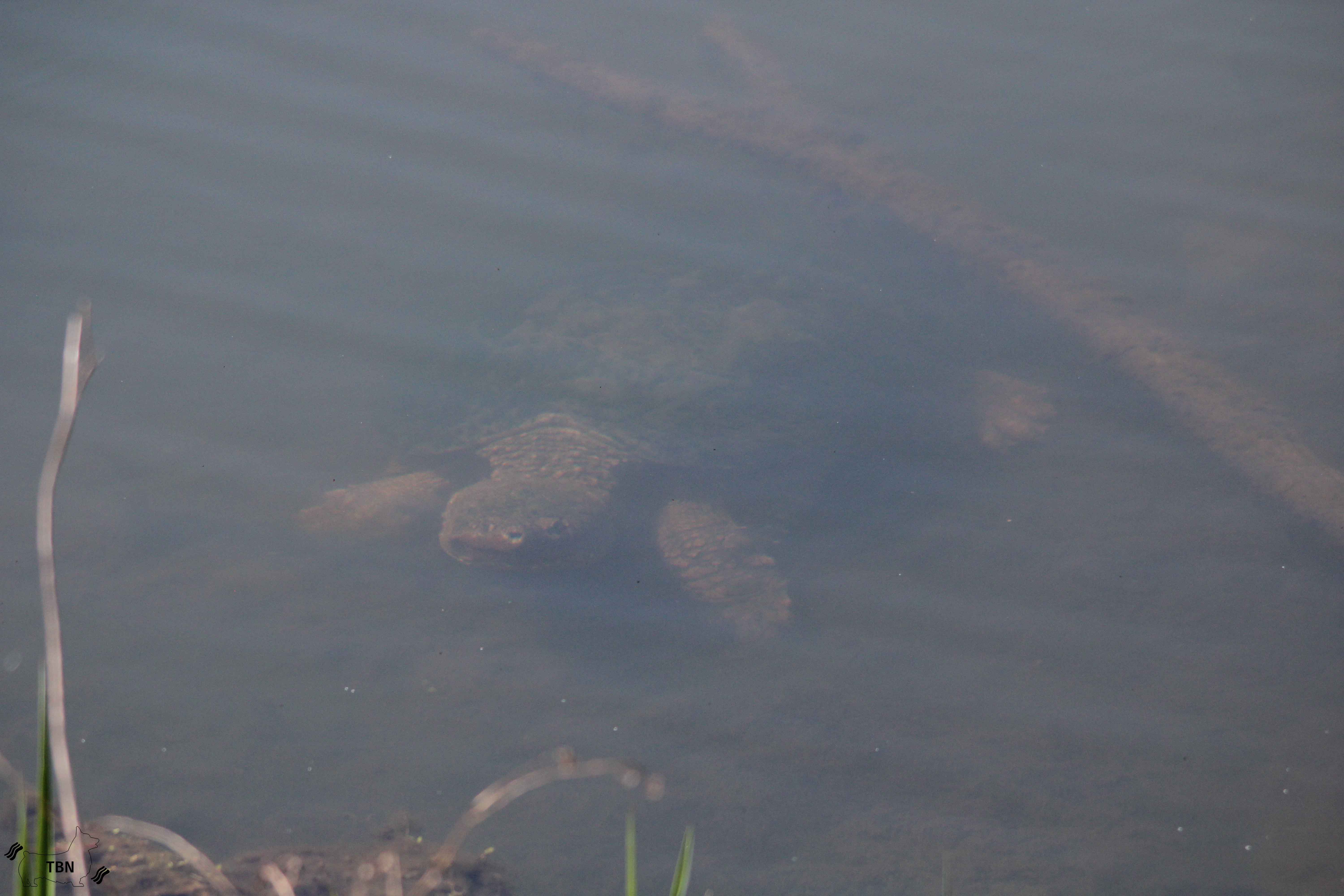 Alligator Snapping Turtle